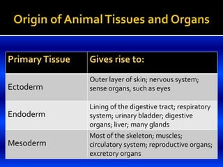 PrimaryTissue Gives rise to:
Ectoderm
Outer layer of skin; nervous system;
sense organs, such as eyes
Endoderm
Lining of the digestive tract; respiratory
system; urinary bladder; digestive
organs; liver; many glands
Mesoderm
Most of the skeleton; muscles;
circulatory system; reproductive organs;
excretory organs
 
