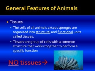  Tissues
 The cells of all animals except sponges are
organized into structural and functional units
called tissues.
 Tissues are group of cells with a common
structure that works together to perform a
specific function
 