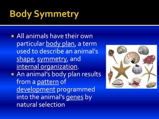  All animals have their own
particular body plan, a term
used to describe an animal’s
shape, symmetry, and
internal organization.
 An animal’s body plan results
from a pattern of
development programmed
into the animal’s genes by
natural selection
 
