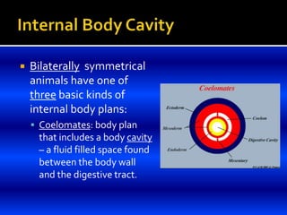  Bilaterally symmetrical
animals have one of
three basic kinds of
internal body plans:
 Coelomates: body plan
that includes a body cavity
– a fluid filled space found
between the body wall
and the digestive tract.
 
