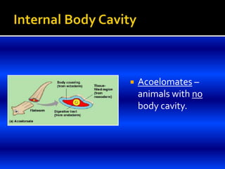  Acoelomates –
animals with no
body cavity.
 