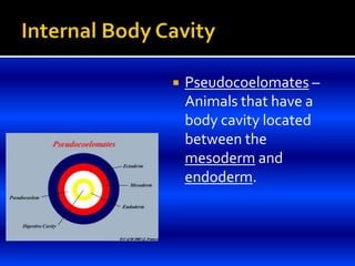  Pseudocoelomates –
Animals that have a
body cavity located
between the
mesoderm and
endoderm.
 