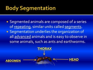  Segmented animals are composed of a series
of repeating, similar units called segments.
 Segmentation underlies the organization of
all advanced animals and is easy to observe in
some animals, such as ants and earthworms.
 