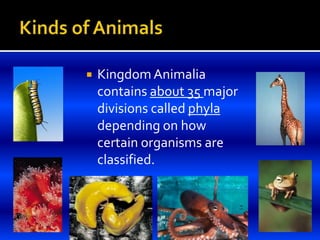  Kingdom Animalia
contains about 35 major
divisions called phyla
depending on how
certain organisms are
classified.
 