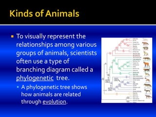  To visually represent the
relationships among various
groups of animals, scientists
often use a type of
branching diagram called a
phylogenetic tree.
 A phylogenetic tree shows
how animals are related
through evolution.
 