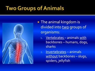  The animal kingdom is
divided into two groups of
organisms:
1. Vertebrates – animals with
backbones – humans, dogs,
sharks
2. Invertebrates – animals
without backbones – slugs,
spiders, jellyfish
 