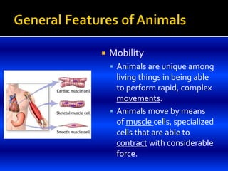  Mobility
 Animals are unique among
living things in being able
to perform rapid, complex
movements.
 Animals move by means
of muscle cells, specialized
cells that are able to
contract with considerable
force.
 