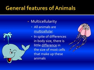 • Multicellularity
• All animals are
multicellular.
• In spite of differences
in body size, there is
little difference in
the size of most cells
that make up these
animals
 