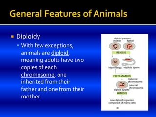  Diploidy
 With few exceptions,
animals are diploid,
meaning adults have two
copies of each
chromosome, one
inherited from their
father and one from their
mother.
 