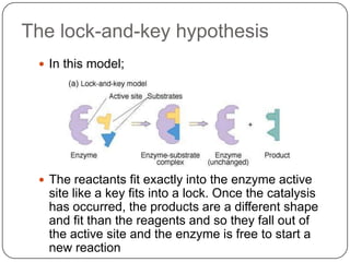 The lock-and-key hypothesis
 In this model;
 The reactants fit exactly into the enzyme active
site like a key fits into a lock. Once the catalysis
has occurred, the products are a different shape
and fit than the reagents and so they fall out of
the active site and the enzyme is free to start a
new reaction
 