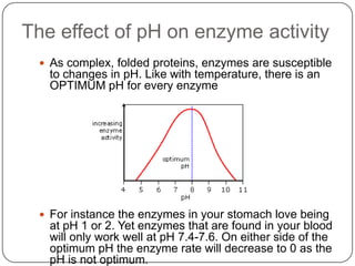  As complex, folded proteins, enzymes are susceptible
to changes in pH. Like with temperature, there is an
OPTIMUM pH for every enzyme
 For instance the enzymes in your stomach love being
at pH 1 or 2. Yet enzymes that are found in your blood
will only work well at pH 7.4-7.6. On either side of the
optimum pH the enzyme rate will decrease to 0 as the
pH is not optimum.
The effect of pH on enzyme activity
 