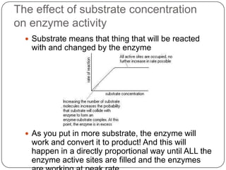  Substrate means that thing that will be reacted
with and changed by the enzyme
 As you put in more substrate, the enzyme will
work and convert it to product! And this will
happen in a directly proportional way until ALL the
enzyme active sites are filled and the enzymes
The effect of substrate concentration
on enzyme activity
 