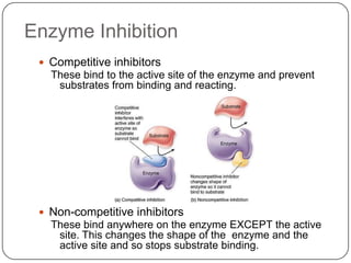 Enzyme Inhibition
 Competitive inhibitors
These bind to the active site of the enzyme and prevent
substrates from binding and reacting.
 Non-competitive inhibitors
These bind anywhere on the enzyme EXCEPT the active
site. This changes the shape of the enzyme and the
active site and so stops substrate binding.
 