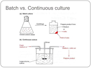 Batch vs. Continuous culture
 
