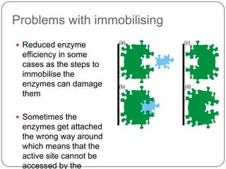 Problems with immobilising
 Reduced enzyme
efficiency in some
cases as the steps to
immobilise the
enzymes can damage
them
 Sometimes the
enzymes get attached
the wrong way around
which means that the
active site cannot be
accessed by the
 