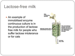 Lactose-free milk
 An example of
immobilised enzyme
continuous culture is in
the production of lactose
free milk for people who
suffer lactose intolerance
or for cats
 