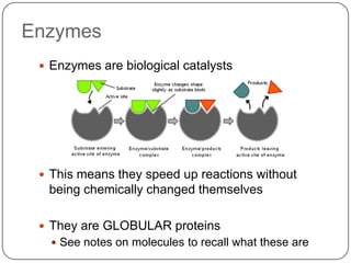 Enzymes
 Enzymes are biological catalysts
 This means they speed up reactions without
being chemically changed themselves
 They are GLOBULAR proteins
 See notes on molecules to recall what these are
 