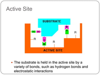 Active Site
 The substrate is held in the active site by a
variety of bonds, such as hydrogen bonds and
electrostatic interactions
 