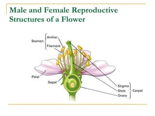 Male and Female Reproductive Structures of a Flower 