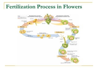 Fertilization Process in Flowers 