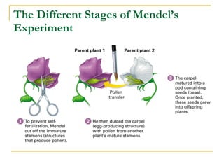 The Different Stages of Mendel’s Experiment   
