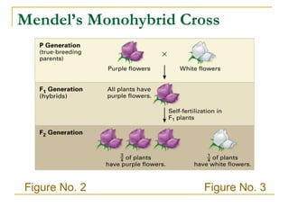 Mendel’s Monohybrid Cross   Figure No. 2 Figure No. 3 