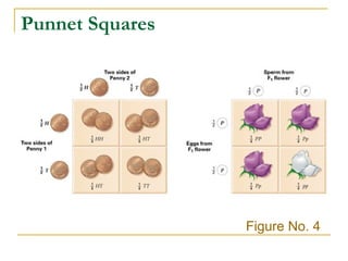 Punnet Squares Figure No. 4 
