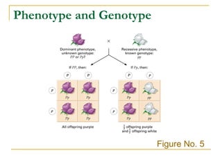 Phenotype and Genotype Figure No. 5 
