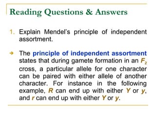 Reading Questions & Answers Explain Mendel’s principle of independent assortment. The  principle of independent assortment  states that during gamete formation in an  F 2  cross, a particular allele for one character can be paired with either allele of another character. For instance in the following example,  R  can end up with either  Y  or  y , and  r  can end up with either  Y  or  y . 