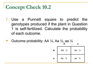 Concept Check 10.2 Use a Punnett square to predict the genotypes produced if the plant in Question 1 is self-fertilized. Calculate the probability of each outcome. Outcome probability: AA  ¼, Aa ½, aa ¼ 