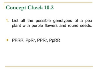 Concept Check 10.2 List all the possible genotypes of a pea plant with purple flowers and round seeds. PPRR, PpRr, PPRr, PpRR 