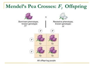 Mendel’s Pea Crosses:  F 1   Offspring 