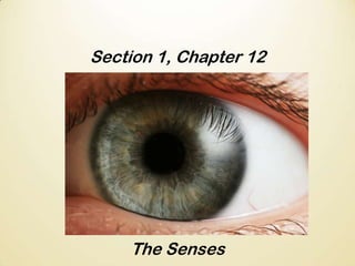 Section 1, Chapter 12

The Senses

 