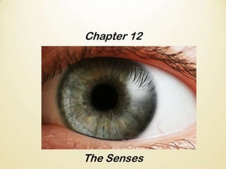 Chapter 12

The Senses

 