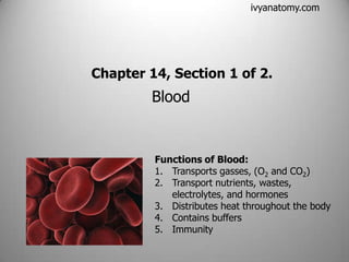 ivyanatomy.com

Chapter 14, Section 1 of 2.

Blood

Functions of Blood:
1. Transports gasses, (O2 and CO2)
2. Transport nutrients, wastes,
electrolytes, and hormones
3. Distributes heat throughout the body
4. Contains buffers
5. Immunity

 