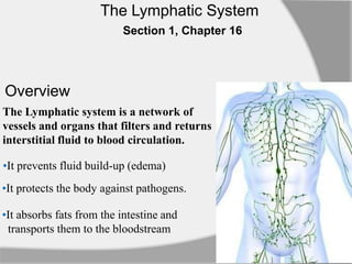 The Lymphatic System
Section 1, Chapter 16

Overview
The Lymphatic system is a network of
vessels and organs that filters and returns
interstitial fluid to blood circulation.
•It prevents fluid build-up (edema)
•It protects the body against pathogens.

•It absorbs fats from the intestine and
transports them to the bloodstream

 