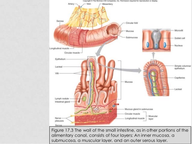 Section 1, chapter 17: digestive system