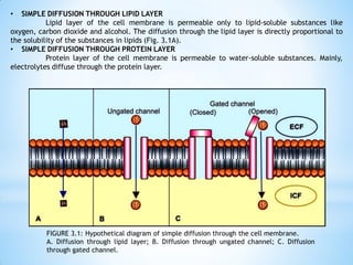 • SIMPLE DIFFUSION THROUGH LIPID LAYER
Lipid layer of the cell membrane is permeable only to lipid-soluble substances like
oxygen, carbon dioxide and alcohol. The diffusion through the lipid layer is directly proportional to
the solubility of the substances in lipids (Fig. 3.1A).
• SIMPLE DIFFUSION THROUGH PROTEIN LAYER
Protein layer of the cell membrane is permeable to water-soluble substances. Mainly,
electrolytes diffuse through the protein layer.
FIGURE 3.1: Hypothetical diagram of simple diffusion through the cell membrane.
A. Diffusion through lipid layer; B. Diffusion through ungated channel; C. Diffusion
through gated channel.
 