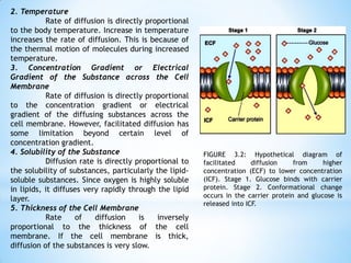 2. Temperature
Rate of diffusion is directly proportional
to the body temperature. Increase in temperature
increases the rate of diffusion. This is because of
the thermal motion of molecules during increased
temperature.
3. Concentration Gradient or Electrical
Gradient of the Substance across the Cell
Membrane
Rate of diffusion is directly proportional
to the concentration gradient or electrical
gradient of the diffusing substances across the
cell membrane. However, facilitated diffusion has
some limitation beyond certain level of
concentration gradient.
4. Solubility of the Substance
Diffusion rate is directly proportional to
the solubility of substances, particularly the lipid-
soluble substances. Since oxygen is highly soluble
in lipids, it diffuses very rapidly through the lipid
layer.
5. Thickness of the Cell Membrane
Rate of diffusion is inversely
proportional to the thickness of the cell
membrane. If the cell membrane is thick,
diffusion of the substances is very slow.
FIGURE 3.2: Hypothetical diagram of
facilitated diffusion from higher
concentration (ECF) to lower concentration
(ICF). Stage 1. Glucose binds with carrier
protein. Stage 2. Conformational change
occurs in the carrier protein and glucose is
released into ICF.
 