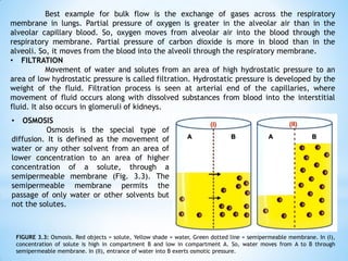 Best example for bulk flow is the exchange of gases across the respiratory
membrane in lungs. Partial pressure of oxygen is greater in the alveolar air than in the
alveolar capillary blood. So, oxygen moves from alveolar air into the blood through the
respiratory membrane. Partial pressure of carbon dioxide is more in blood than in the
alveoli. So, it moves from the blood into the alveoli through the respiratory membrane.
• FILTRATION
Movement of water and solutes from an area of high hydrostatic pressure to an
area of low hydrostatic pressure is called filtration. Hydrostatic pressure is developed by the
weight of the fluid. Filtration process is seen at arterial end of the capillaries, where
movement of fluid occurs along with dissolved substances from blood into the interstitial
fluid. It also occurs in glomeruli of kidneys.
• OSMOSIS
Osmosis is the special type of
diffusion. It is defined as the movement of
water or any other solvent from an area of
lower concentration to an area of higher
concentration of a solute, through a
semipermeable membrane (Fig. 3.3). The
semipermeable membrane permits the
passage of only water or other solvents but
not the solutes.
FIGURE 3.3: Osmosis. Red objects = solute, Yellow shade = water, Green dotted line = semipermeable membrane. In (I),
concentration of solute is high in compartment B and low in compartment A. So, water moves from A to B through
semipermeable membrane. In (II), entrance of water into B exerts osmotic pressure.
 
