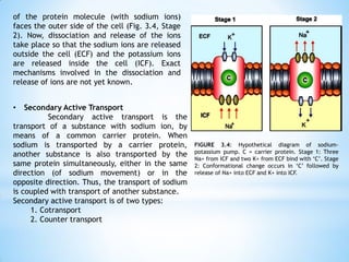 of the protein molecule (with sodium ions)
faces the outer side of the cell (Fig. 3.4, Stage
2). Now, dissociation and release of the ions
take place so that the sodium ions are released
outside the cell (ECF) and the potassium ions
are released inside the cell (ICF). Exact
mechanisms involved in the dissociation and
release of ions are not yet known.
FIGURE 3.4: Hypothetical diagram of sodium-
potassium pump. C = carrier protein. Stage 1: Three
Na+ from ICF and two K+ from ECF bind with ‘C’. Stage
2: Conformational change occurs in ‘C’ followed by
release of Na+ into ECF and K+ into ICF.
• Secondary Active Transport
Secondary active transport is the
transport of a substance with sodium ion, by
means of a common carrier protein. When
sodium is transported by a carrier protein,
another substance is also transported by the
same protein simultaneously, either in the same
direction (of sodium movement) or in the
opposite direction. Thus, the transport of sodium
is coupled with transport of another substance.
Secondary active transport is of two types:
1. Cotransport
2. Counter transport
 