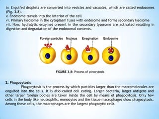 iv. Engulfed droplets are converted into vesicles and vacuoles, which are called endosomes
(Fig. 3.8).
v. Endosome travels into the interior of the cell
vi. Primary lysosome in the cytoplasm fuses with endosome and forms secondary lysosome
vii. Now, hydrolytic enzymes present in the secondary lysosome are activated resulting in
digestion and degradation of the endosomal contents.
FIGURE 3.8: Process of pinocytosis
2. Phagocytosis
Phagocytosis is the process by which particles larger than the macromolecules are
engulfed into the cells. It is also called cell eating. Larger bacteria, larger antigens and
other larger foreign bodies are taken inside the cell by means of phagocytosis. Only few
cells in the body like neutrophils, monocytes and the tissue macrophages show phagocytosis.
Among these cells, the macrophages are the largest phagocytic cells.
 