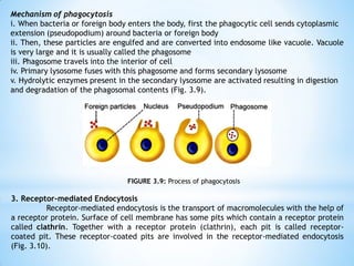 Mechanism of phagocytosis
i. When bacteria or foreign body enters the body, first the phagocytic cell sends cytoplasmic
extension (pseudopodium) around bacteria or foreign body
ii. Then, these particles are engulfed and are converted into endosome like vacuole. Vacuole
is very large and it is usually called the phagosome
iii. Phagosome travels into the interior of cell
iv. Primary lysosome fuses with this phagosome and forms secondary lysosome
v. Hydrolytic enzymes present in the secondary lysosome are activated resulting in digestion
and degradation of the phagosomal contents (Fig. 3.9).
FIGURE 3.9: Process of phagocytosis
3. Receptor-mediated Endocytosis
Receptor-mediated endocytosis is the transport of macromolecules with the help of
a receptor protein. Surface of cell membrane has some pits which contain a receptor protein
called clathrin. Together with a receptor protein (clathrin), each pit is called receptor-
coated pit. These receptor-coated pits are involved in the receptor-mediated endocytosis
(Fig. 3.10).
 