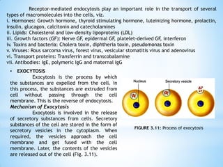 Receptor-mediated endocytosis play an important role in the transport of several
types of macromolecules into the cells, viz.
i. Hormones: Growth hormone, thyroid stimulating hormone, luteinizing hormone, prolactin,
insulin, glucagon, calcitonin and catecholamines
ii. Lipids: Cholesterol and low-density lipoproteins (LDL)
iii. Growth factors (GF): Nerve GF, epidermal GF, platelet-derived GF, interferon
iv. Toxins and bacteria: Cholera toxin, diphtheria toxin, pseudomonas toxin
v. Viruses: Rous sarcoma virus, forest virus, vesicular stomatitis virus and adenovirus
vi. Transport proteins: Transferrin and transcobalamine
vii. Antibodies: IgE, polymeric IgG and maternal IgG
• EXOCYTOSIS
Exocytosis is the process by which
the substances are expelled from the cell. In
this process, the substances are extruded from
cell without passing through the cell
membrane. This is the reverse of endocytosis.
Mechanism of Exocytosis
Exocytosis is involved in the release
of secretory substances from cells. Secretory
substances of the cell are stored in the form of
secretory vesicles in the cytoplasm. When
required, the vesicles approach the cell
membrane and get fused with the cell
membrane. Later, the contents of the vesicles
are released out of the cell (Fig. 3.11).
FIGURE 3.11: Process of exocytosis
 