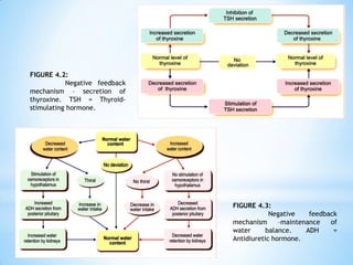 FIGURE 4.2:
Negative feedback
mechanism – secretion of
thyroxine. TSH = Thyroid-
stimulating hormone.
FIGURE 4.3:
Negative feedback
mechanism –maintenance of
water balance. ADH =
Antidiuretic hormone.
 