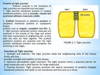 FIGURE 2.1: Tight junction
Proteins of tight junction
Proteins involved in the formation of
tight junctions are classified into two types:
1. Tight junction membrane proteins or integral
membrane proteins, such as occludin, claudin and
junctional adhesion molecules (JAMs)
2. Scaffold (framework or platform) proteins or
peripheral membrane proteins or cytoplasmic
plaque
proteins such as cingulin, symplekin and ZO1, 2,
3. Tight junction membrane protein molecules are
anchored in the strands of the ridge and attach
with their counterparts of neighboring cell, so that
both the cells are held together. The scaffold
(platform) proteins are attached with the tight
junction membrane proteins and strengthen the
anchoring in the ridges.
Functions of Tight Junction
1. Strength and stability: The tight junction holds the neighbouring cells of the tissues
firmly and thus
provides strength and stability to the tissues.
2. Selective permeability (gate function): The tight junction forms a selective barrier for
small molecules and a total barrier for large molecules.
3. Fencing function: Tight junction prevents the lateral movement of proteins (integral
membrane proteins) and lipids in cell membrane and thus acts as a fence.
 