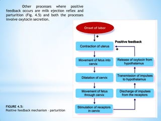 Other processes where positive
feedback occurs are milk ejection reflex and
parturition (Fig. 4.5) and both the processes
involve oxytocin secretion.
FIGURE 4.5:
Positive feedback mechanism – parturition
 