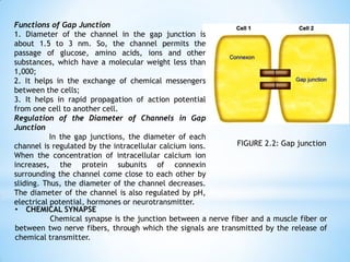 FIGURE 2.2: Gap junction
Functions of Gap Junction
1. Diameter of the channel in the gap junction is
about 1.5 to 3 nm. So, the channel permits the
passage of glucose, amino acids, ions and other
substances, which have a molecular weight less than
1,000;
2. It helps in the exchange of chemical messengers
between the cells;
3. It helps in rapid propagation of action potential
from one cell to another cell.
Regulation of the Diameter of Channels in Gap
Junction
In the gap junctions, the diameter of each
channel is regulated by the intracellular calcium ions.
When the concentration of intracellular calcium ion
increases, the protein subunits of connexin
surrounding the channel come close to each other by
sliding. Thus, the diameter of the channel decreases.
The diameter of the channel is also regulated by pH,
electrical potential, hormones or neurotransmitter.
• CHEMICAL SYNAPSE
Chemical synapse is the junction between a nerve fiber and a muscle fiber or
between two nerve fibers, through which the signals are transmitted by the release of
chemical transmitter.
 