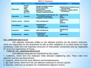 CELL ADHESION MOLECULES
Cell adhesion molecules (CAMs) or cell adhesion proteins are the protein molecules,
which are responsible for the attachment of cells to their neighbours or to basal lamina (or basal
membrane). CAMs form the important structures of intercellular connections and are responsible
for structural organization of tissues.
• TYPES OF CELL ADHESION MOLECULES
Cell adhesion molecules are classified into four types:
1. Cadherins, which form the molecular limbs between neighboring cells. These CAMs form
adherens junction and desomosome;
2. Integrins, which form the focal adhesion and hemidesmosome;
3. IgG super family, which form the cell adhesion molecules in nervous system;
4. Selectins, which act as receptors for carbohydrates (ligand or mucin).
 