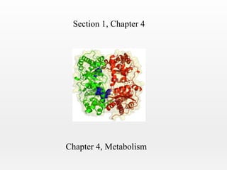 Section 1, Chapter 4

Chapter 4, Metabolism

 